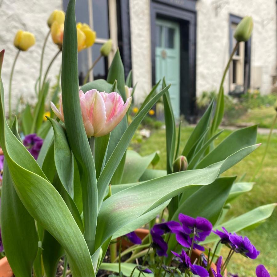 Bed and Breakfast Grove House Leyburn Exterior foto